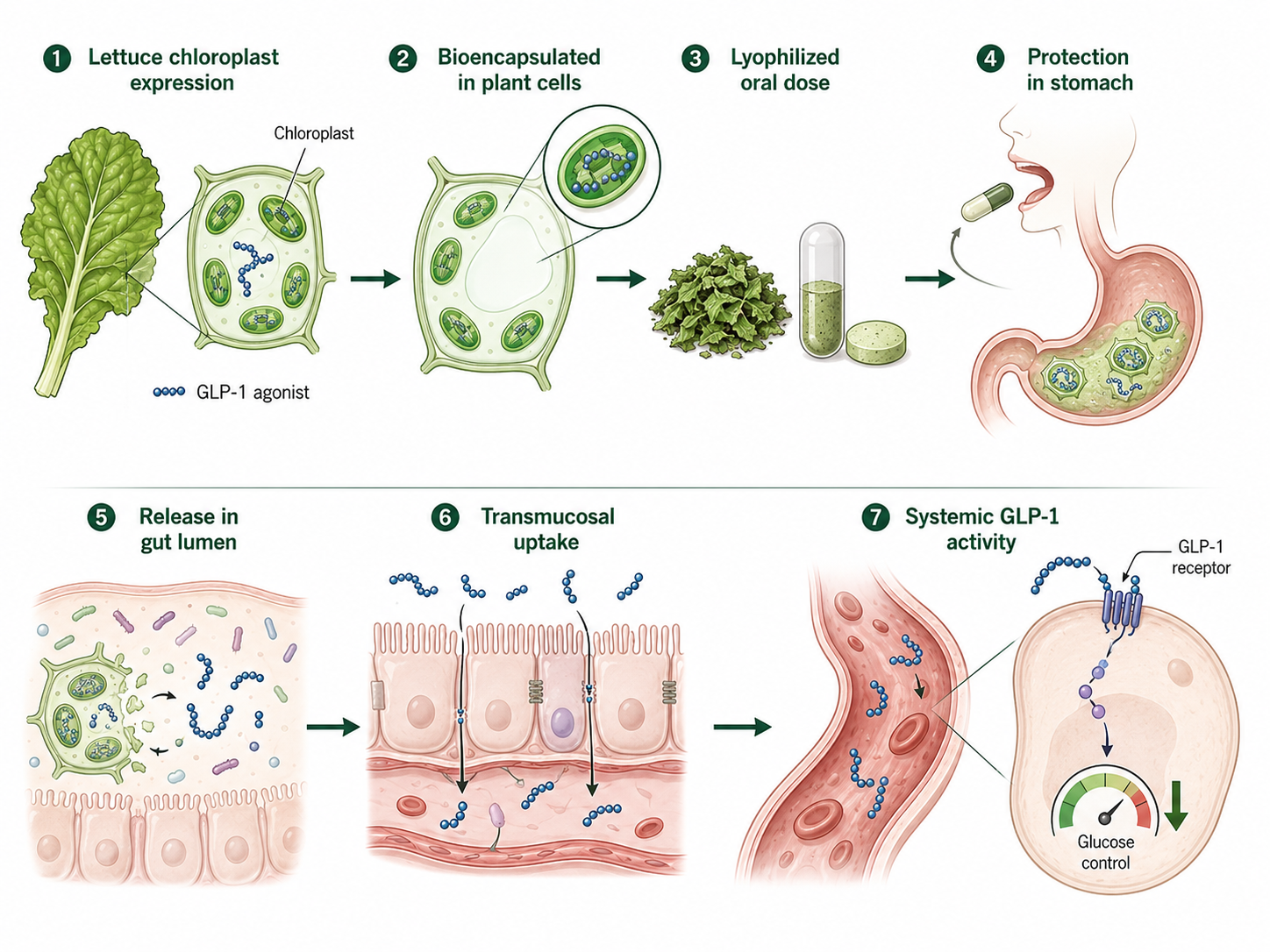 Seven-step oral GLP-1 delivery via lettuce chloroplast bioencapsulation