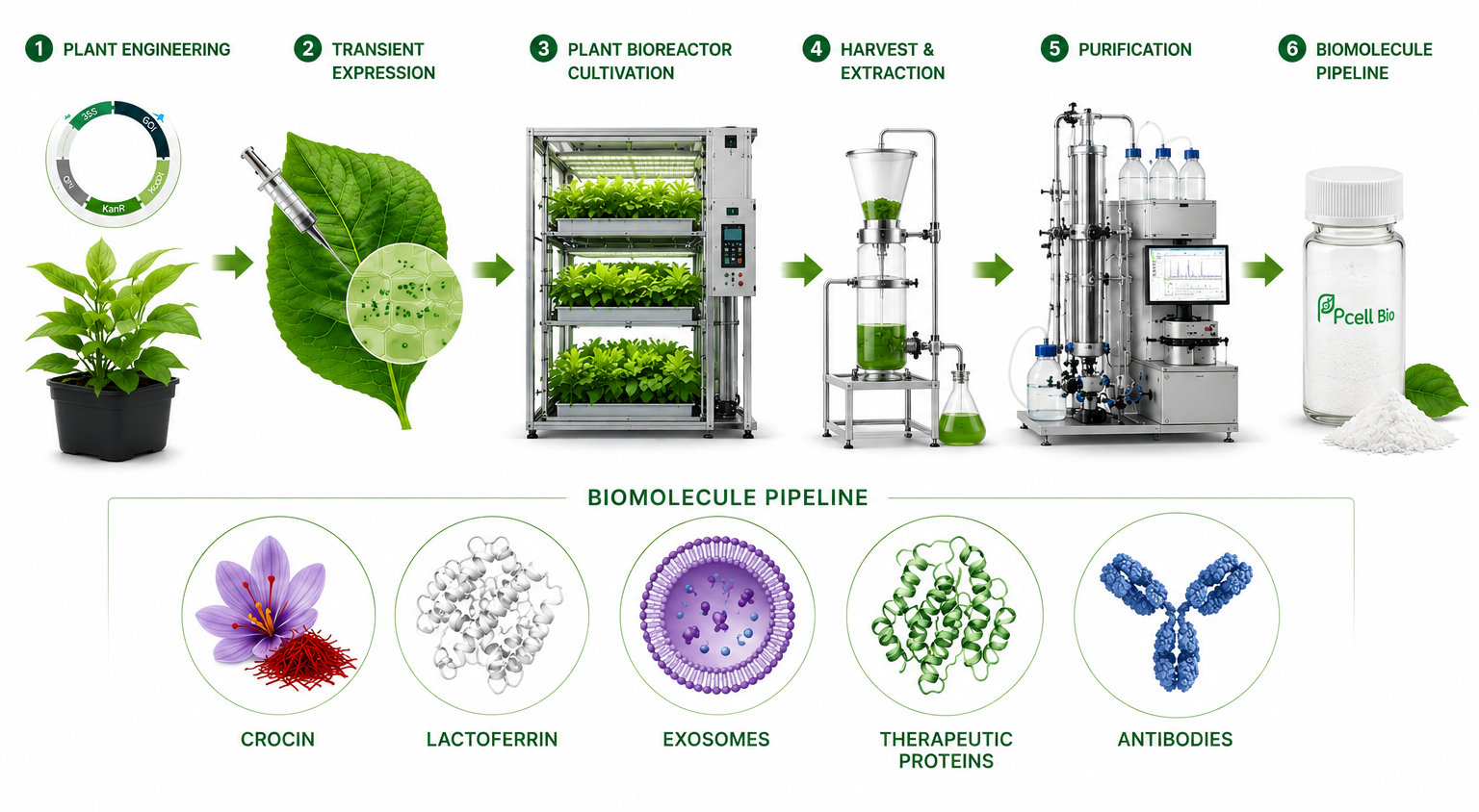 Six-step PCell platform: engineering, transient expression, bioreactor, harvest, purification, biomolecule pipeline