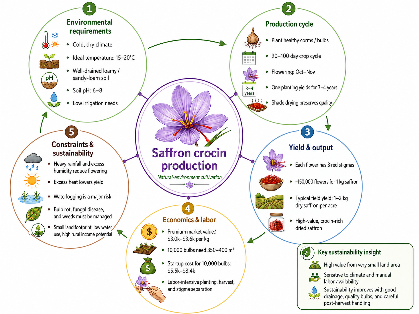 Saffron crocin production infographic: environmental requirements, yield, economics, constraints